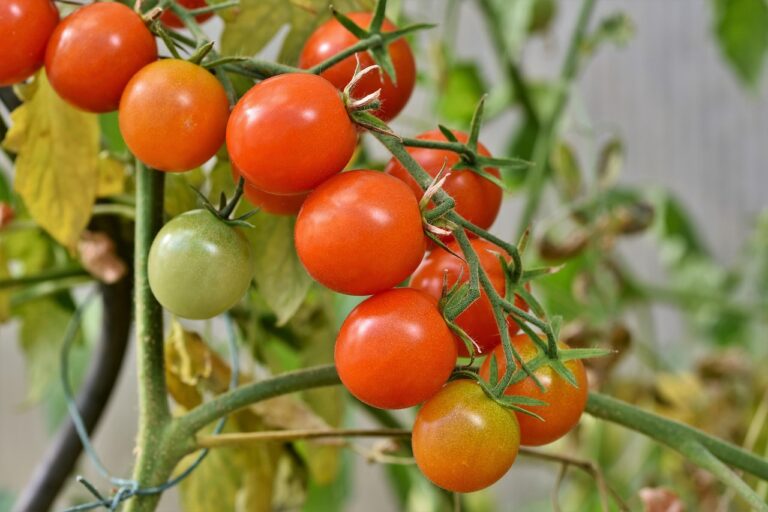 Pomodori freschi e succosi nel giardino, con un sacchetto di bicarbonato accanto al terreno.