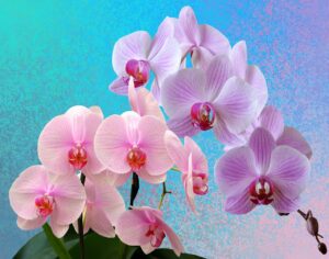 Orchidea innaffiata con il metodo "a immersione", mostrando fiori rigogliosi e foglie verdi.