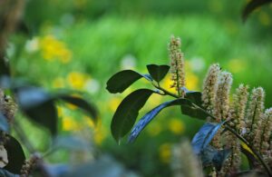 Lauraceraso verde rigoglioso, ideale per siepi veloci, con foglie lucide e sanità da monitorare.