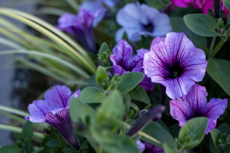 Due piante perenni in giardino, verde rigoglioso, con fiori colorati che simboleggiano la longevità.