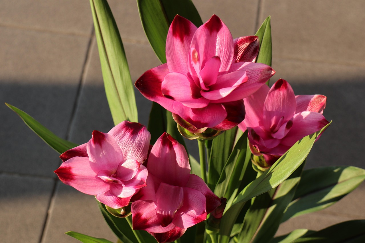 Fiori di curcuma in vaso, colorati e rigogliosi, che fioriscono per mesi.