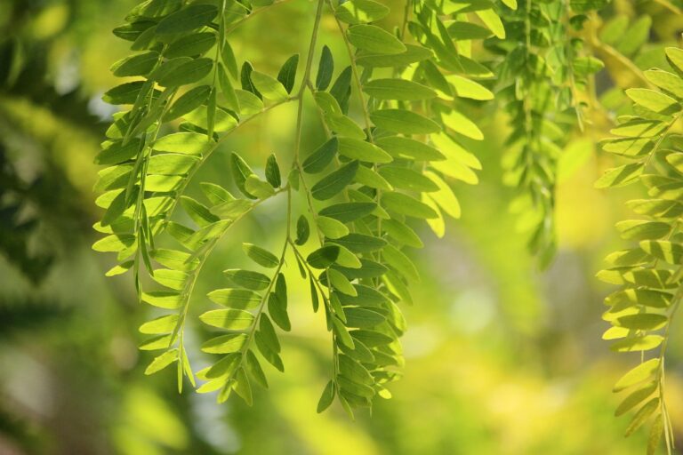 Falso pepe: albero rigoglioso che fornisce ombra e tiene lontani gli insetti.