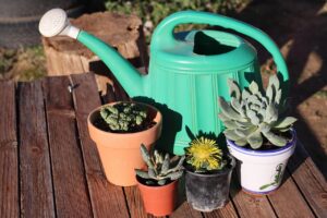 Piante grasse mollicce con foglie appassite, segno di eccesso d'acqua, su un tavolo di legno.