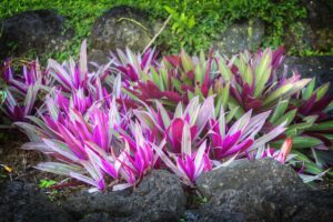 Tradescantia con foglie colorate e ricadenti, simbolo di robustezza e facilità di cura.