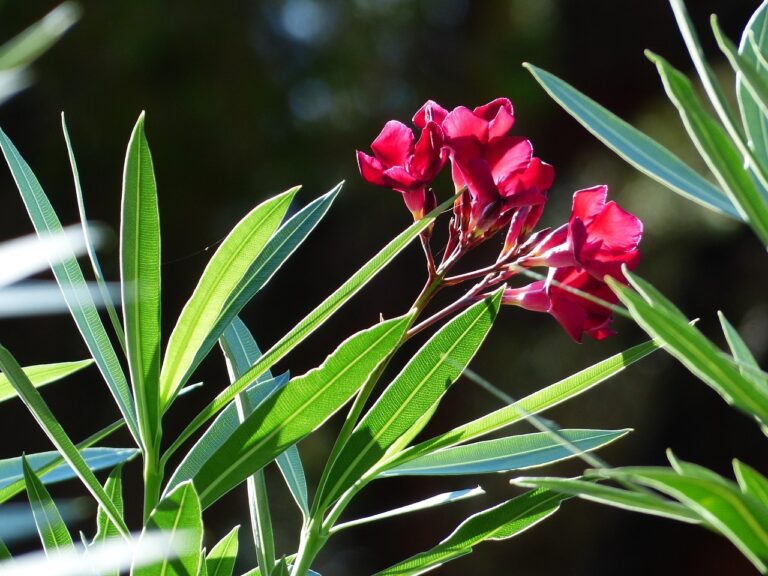 Immagine di piante velenose per cani: oleandro, cycas e stella di Natale esposte in giardino.