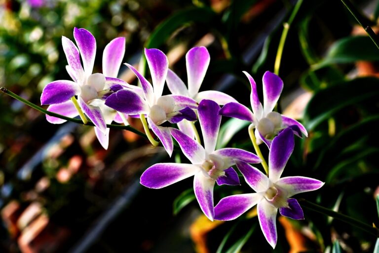 Orchidea con radici argentee e verdi, simbolo di salute e idratazione della pianta.