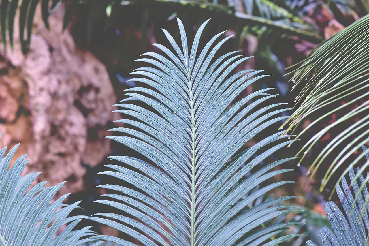 Foglie di Cycas ingiallite a macchie, sintomo di carenza di manganese.