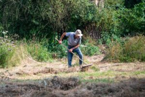 Pacciamatura con paglia in un orto, che protegge le piante dal caldo e conserva l'umidità.