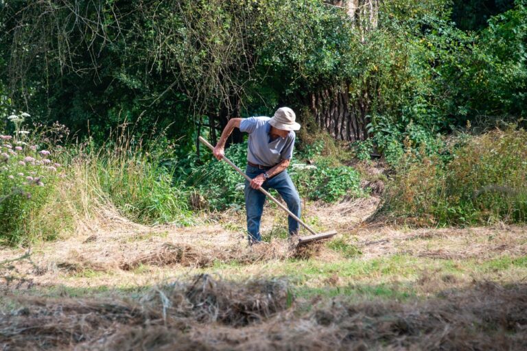 Pacciamatura con paglia in un orto, che protegge le piante dal caldo e conserva l'umidità.
