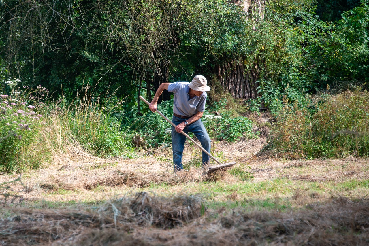 Pacciamatura con paglia in un orto, che protegge le piante dal caldo e conserva l'umidità.