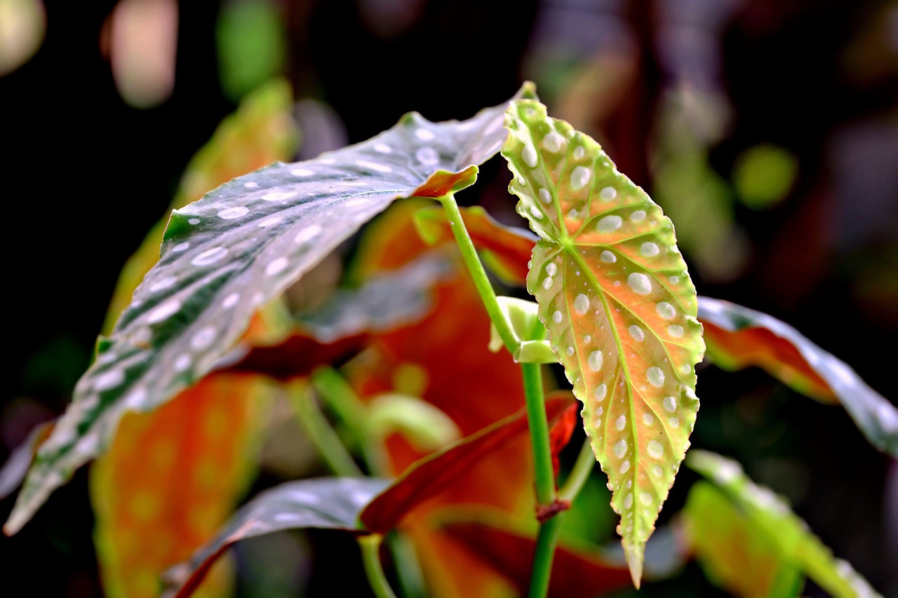 Foglie a pois della Begonia maculata, pianta ornamentale molto apprezzata per il suo aspetto unico.