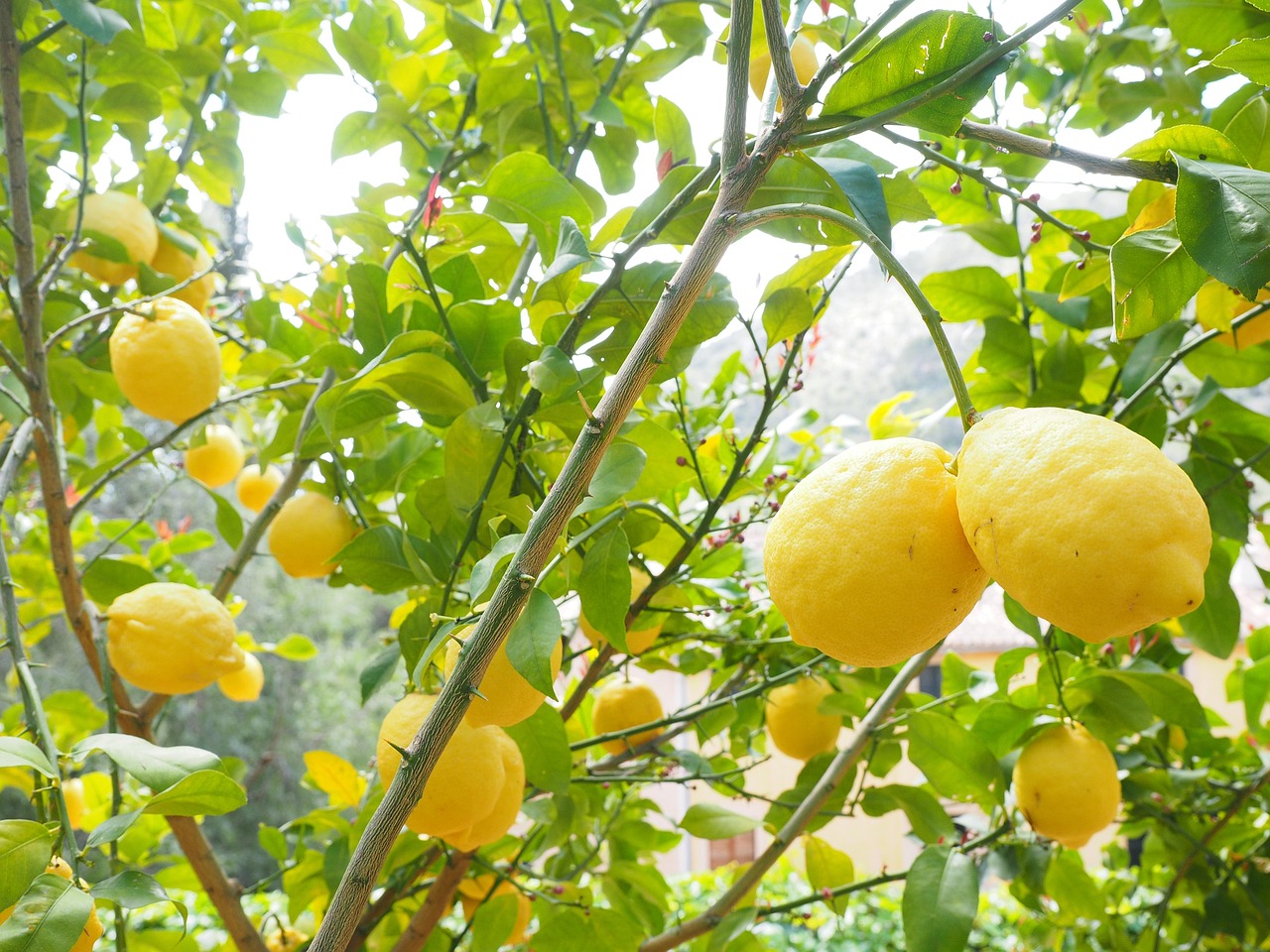 Limoni in vaso con frutti rigogliosi, evidenziando il concime naturale utilizzato per la loro crescita.