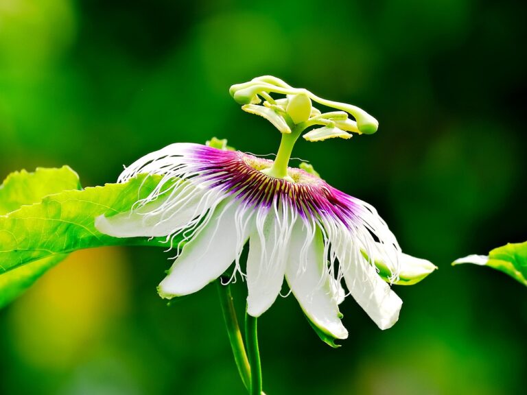 Fiore di passiflora con petali colorati e frutti commestibili, simbolo di bellezza e natura esotica.