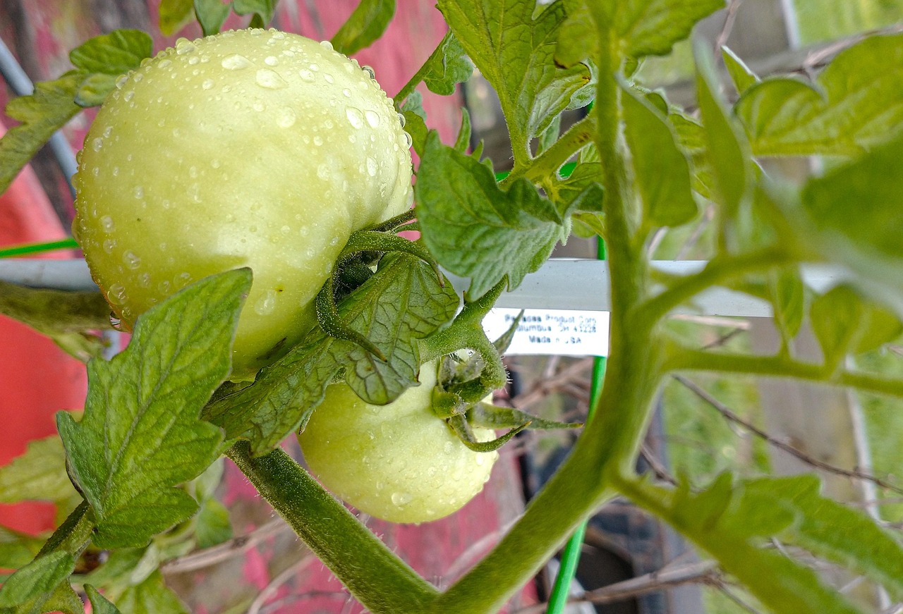 Pomodori con germogli ascellari rimossi, pronti per un raccolto abbondante.